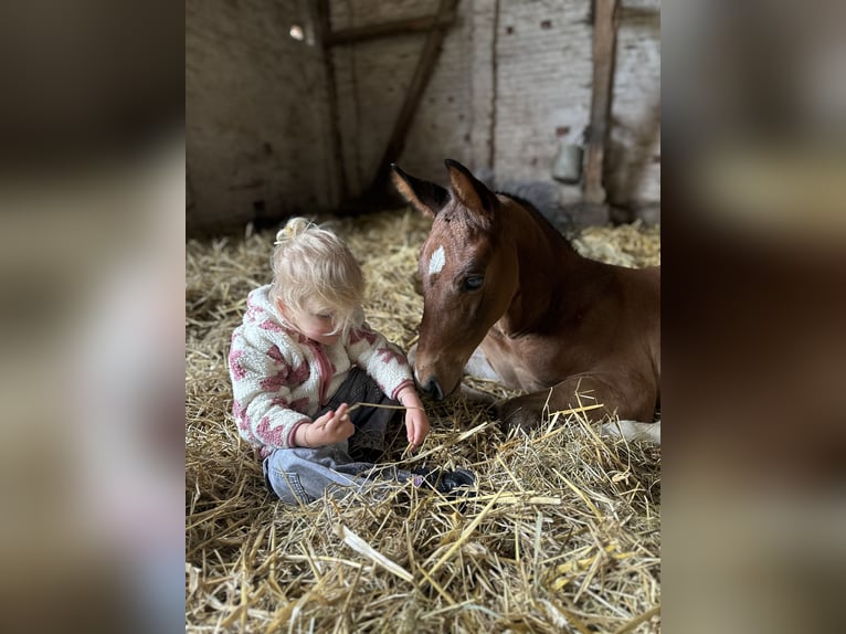 Westphalian Stallion  16,2 hh Brown in Emmerthal