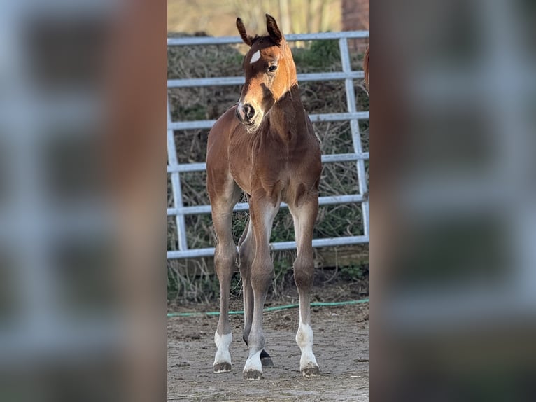 Westphalian Stallion  16,2 hh Brown in Emmerthal
