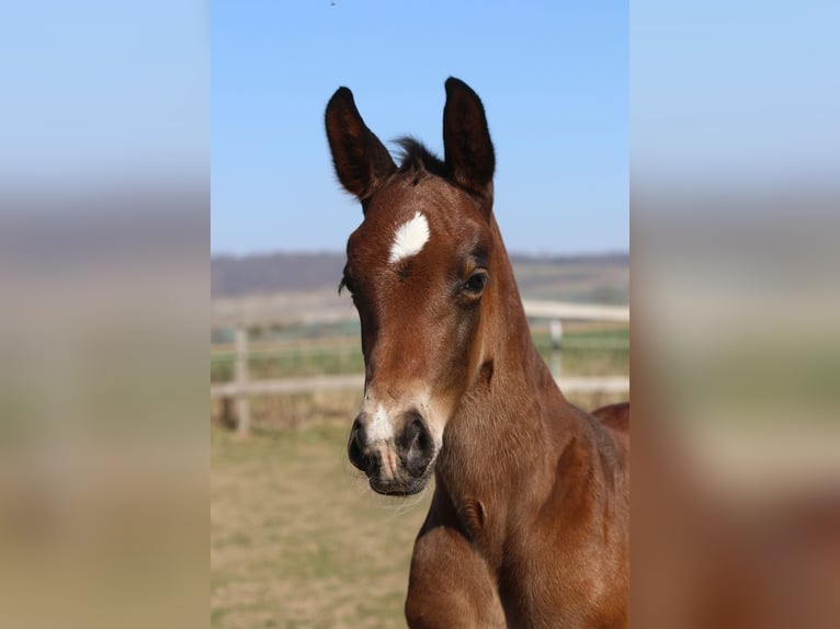 Westphalian Stallion  16,2 hh Brown in Emmerthal