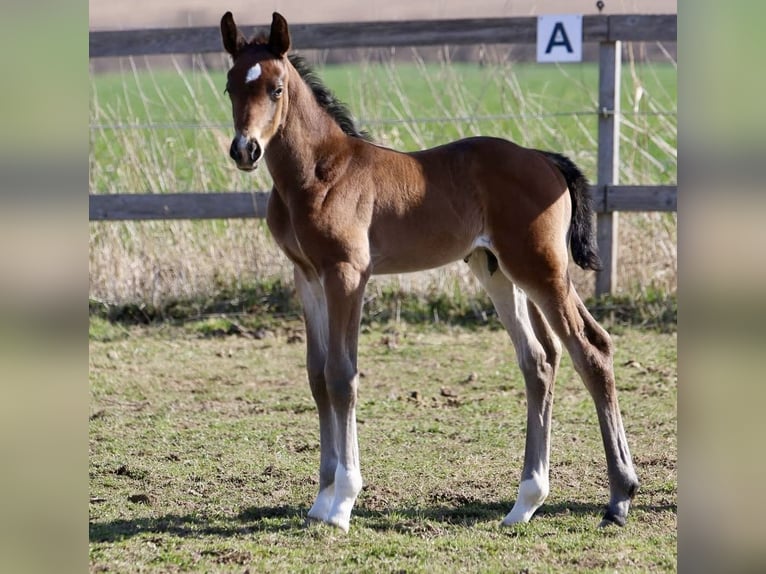 Westphalian Stallion  16,2 hh Brown in Emmerthal