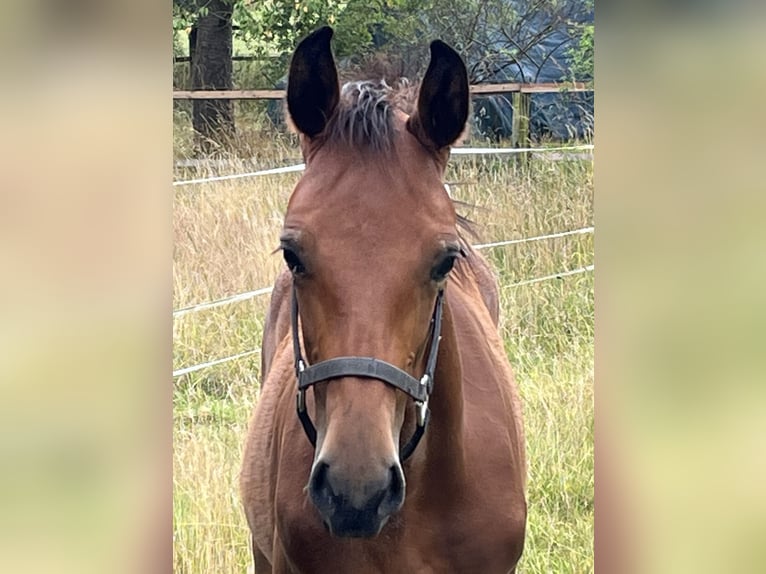 Westphalian Stallion Foal (04/2025) 16,2 hh Brown in Schwerte