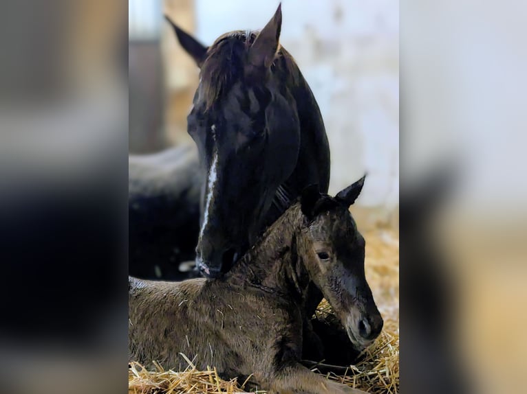 Westphalian Stallion Foal (03/2026) 16,2 hh Chestnut in Horstmar