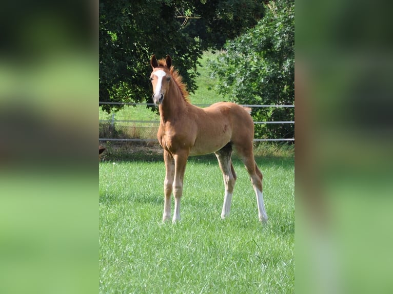 Westphalian Stallion Foal (05/2025) 16,2 hh Chestnut-Red in BeverungenBeverungen