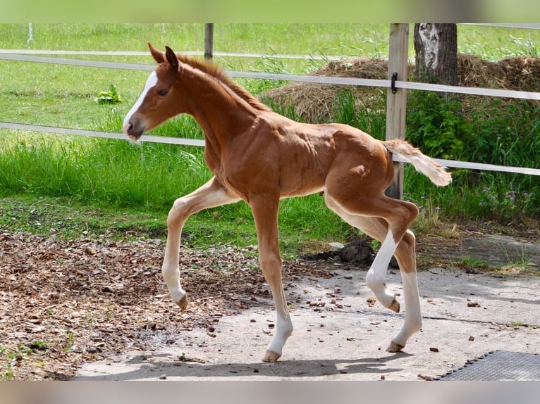 Westphalian Stallion  16,2 hh Chestnut-Red in Beverungen