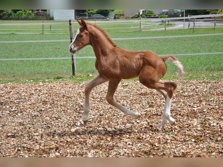 Westphalian Stallion  16,2 hh Chestnut-Red in Beverungen