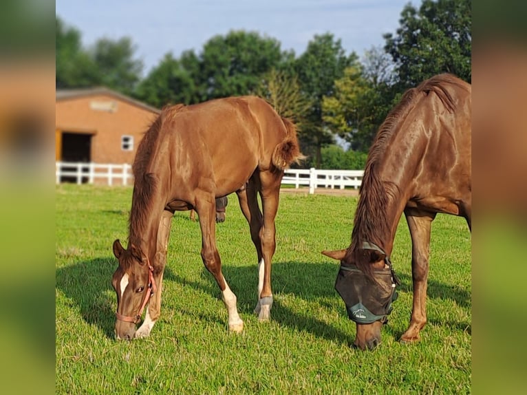 Westphalian Stallion Foal (02/2025) 16,2 hh Chestnut in Hopsten