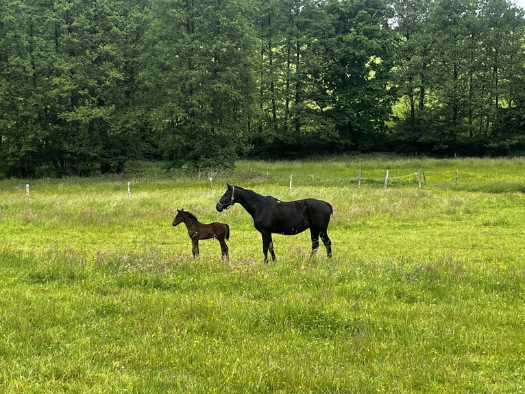 Westphalian Stallion Foal (05/2025) 16,3 hh Bay-Dark in Wipperf&#xFC;rth