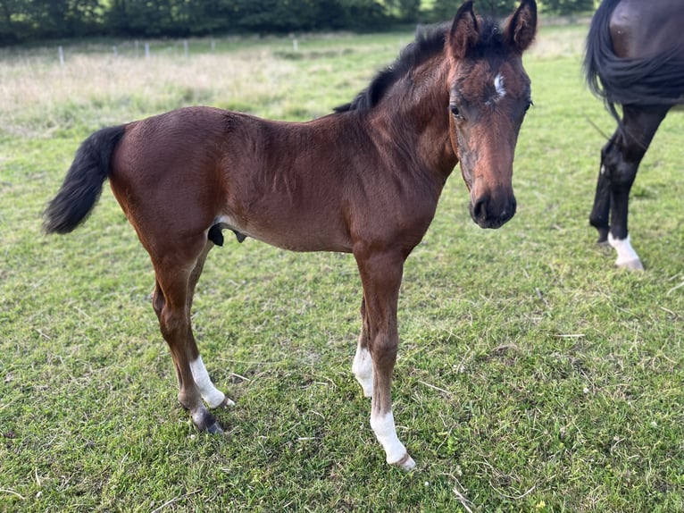 Westphalian Stallion Foal (05/2025) 16,3 hh Bay-Dark in Wipperf&#xFC;rth