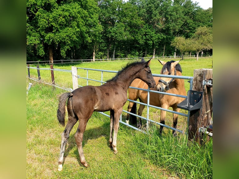 Westphalian Stallion  16,3 hh Black in Greven