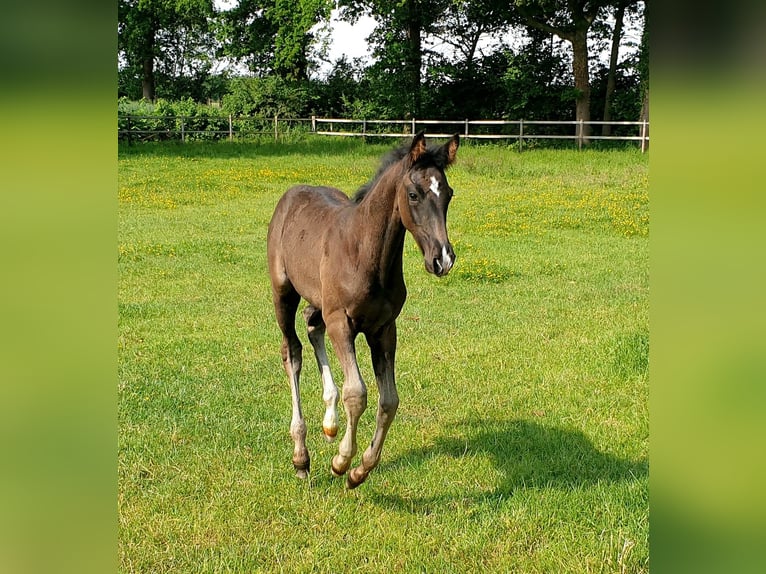 Westphalian Stallion  16,3 hh Black in Greven
