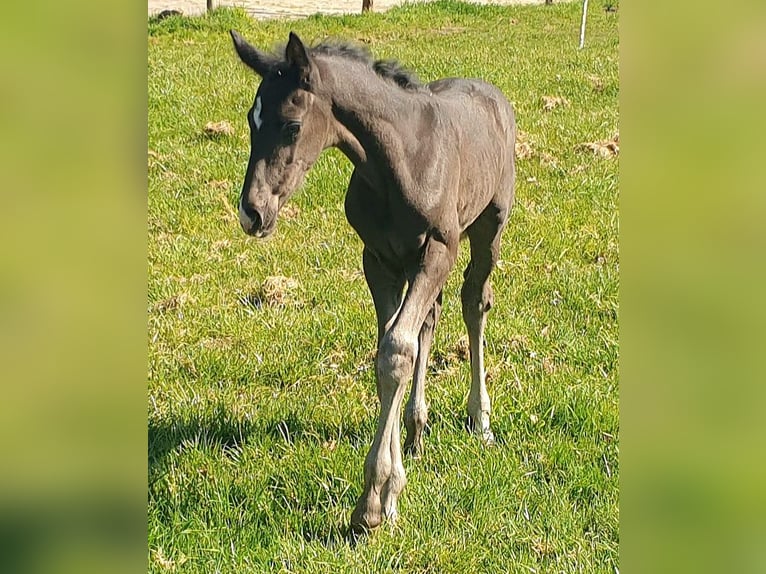 Westphalian Stallion  16,3 hh Black in Greven