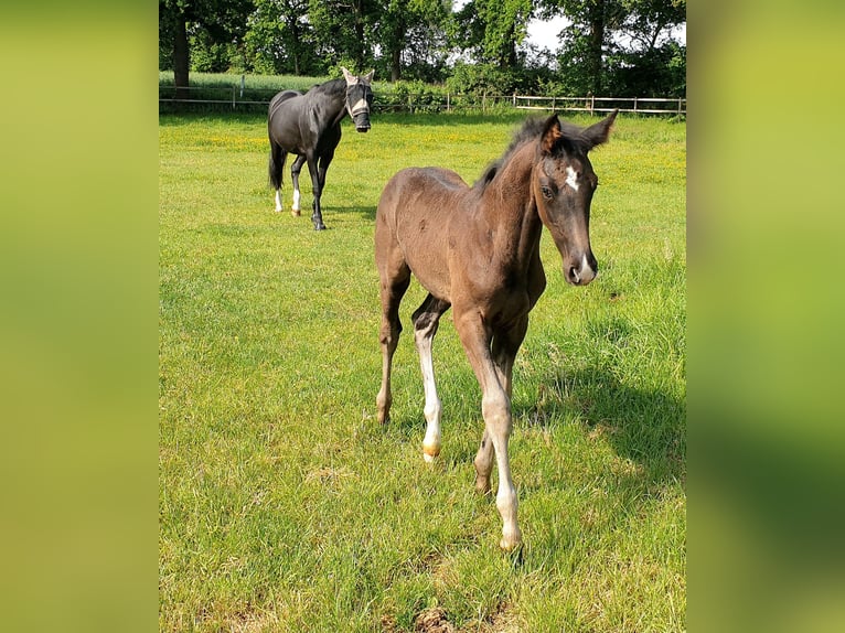 Westphalian Stallion  16,3 hh Black in Greven