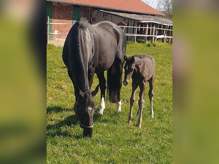 Westphalian Stallion  16,3 hh Black in Greven