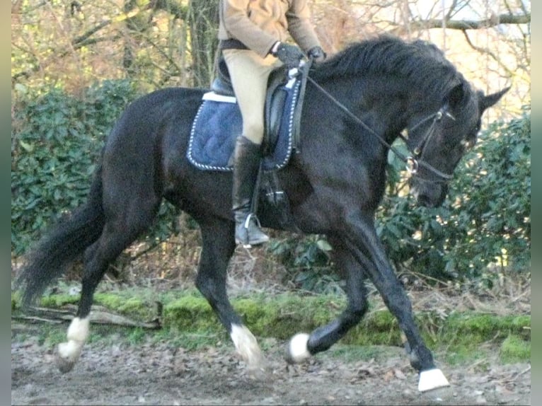 Westphalian Stallion  16,3 hh Black in Greven