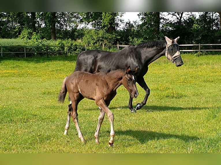 Westphalian Stallion  16,3 hh Black in Greven
