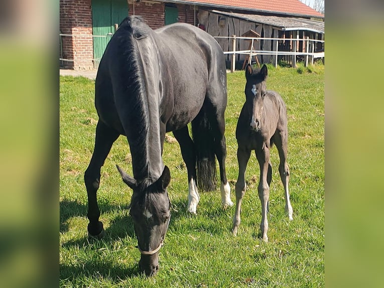 Westphalian Stallion  16,3 hh Black in Greven