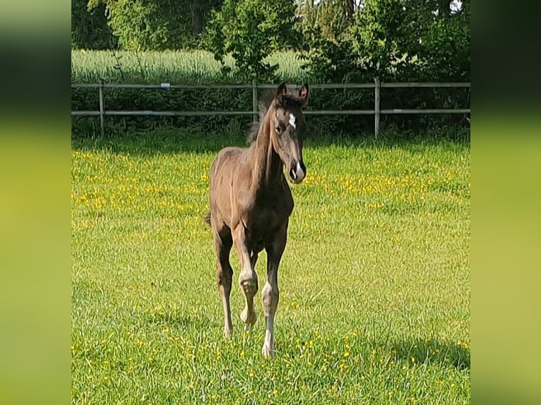 Westphalian Stallion  16,3 hh Black in Greven