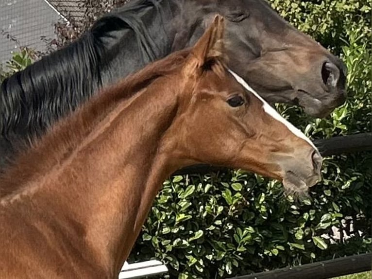 Westphalian Stallion Foal (05/2025) 16,3 hh Chestnut in Remscheid