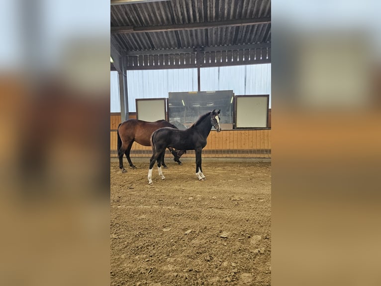 Westphalian Stallion Foal (03/2025) 17 hh Bay-Dark in Attendorn