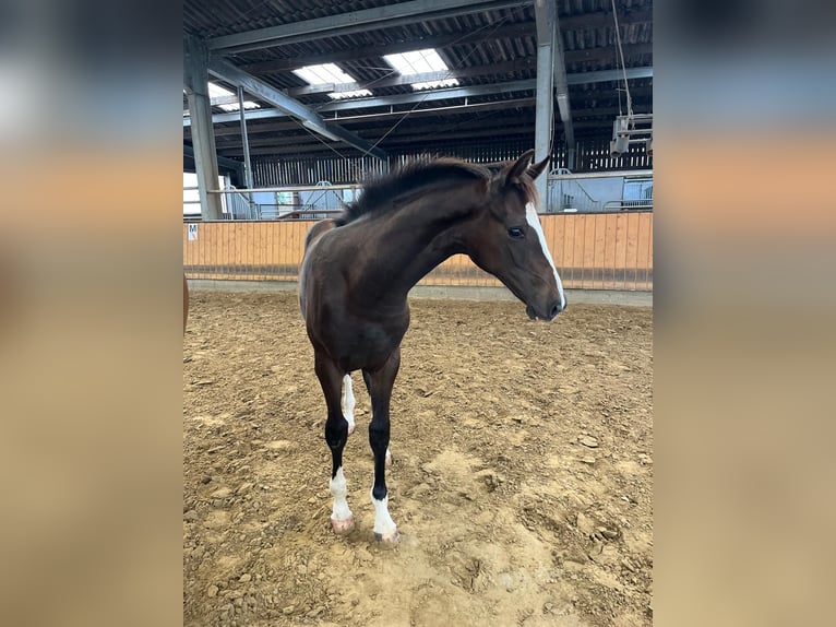 Westphalian Stallion Foal (03/2025) 17 hh Bay-Dark in Attendorn