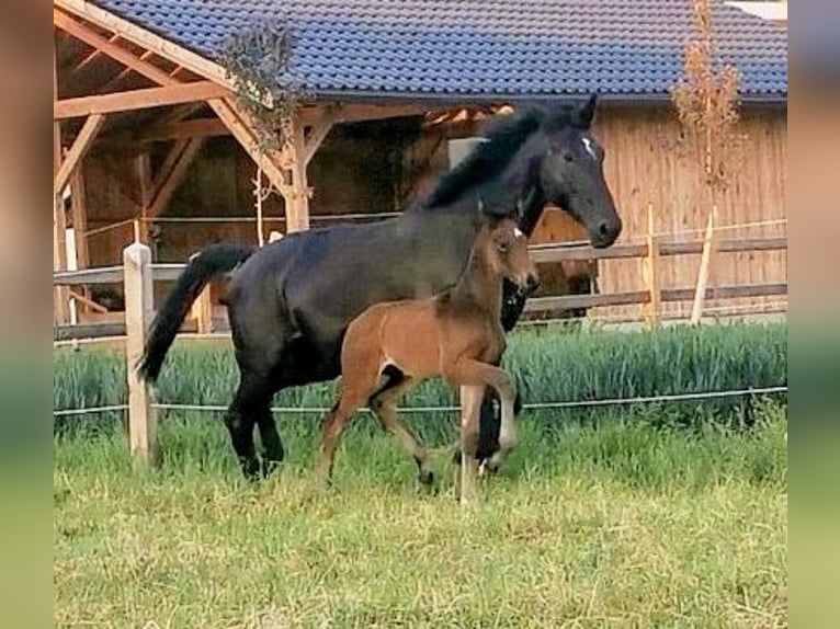 Westphalian Stallion  17 hh Bay-Dark in Burghausen