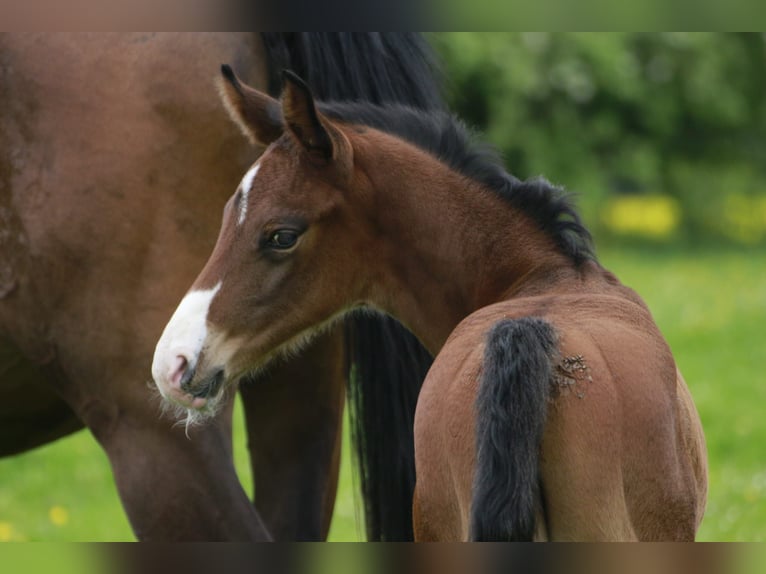 Westphalian Stallion  17 hh Brown in Bell