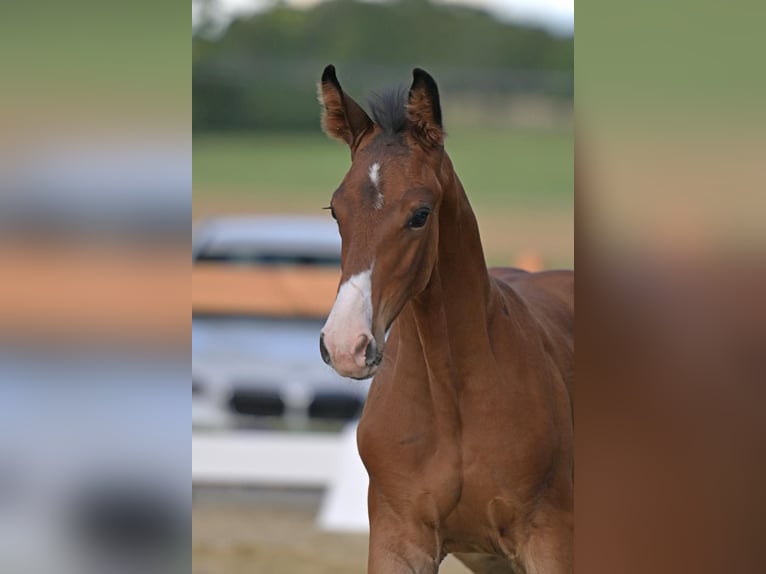 Westphalian Stallion  17 hh Brown in Bell