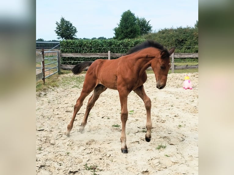 Westphalian Stallion Foal (06/2025) 17 hh Brown in Lathen