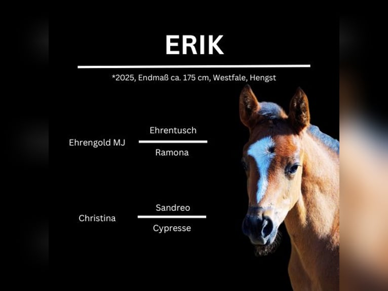 Westphalian Stallion  17 hh Brown in Trag