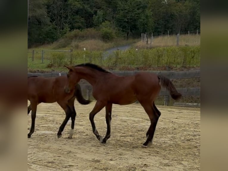 Westphalian Stallion Foal (04/2025) 17 hh Brown in Kreuztal