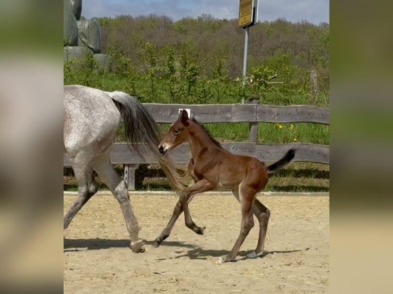 Westphalian Stallion Foal (04/2025) 17 hh Brown in Kreuztal