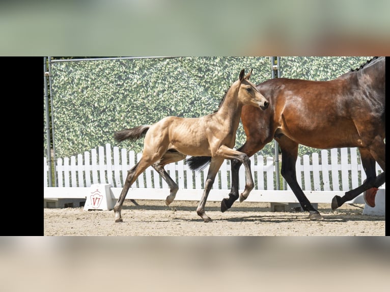 Westphalian Stallion Foal (04/2025) 17 hh Buckskin in Edemissen