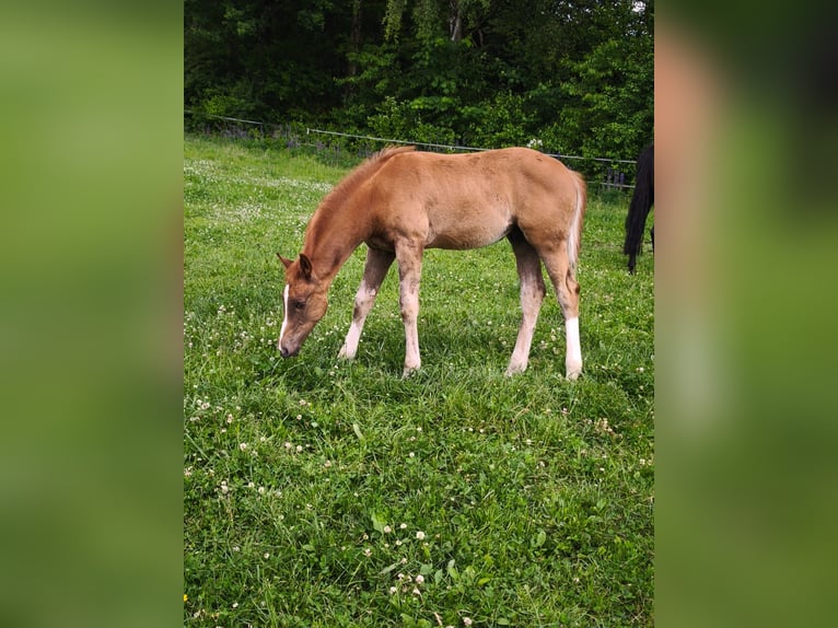 Westphalian Stallion Foal (02/2025) 17 hh Chestnut-Red in G&#xF6;ttingen
