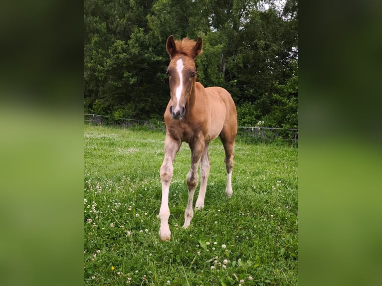 Westphalian Stallion Foal (02/2025) 17 hh Chestnut-Red in G&#xF6;ttingen