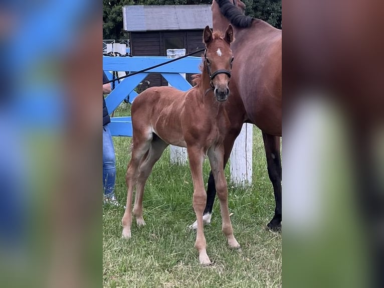 Westphalian Stallion Foal (06/2025) 17 hh Chestnut-Red in Wipperf&#xFC;rth