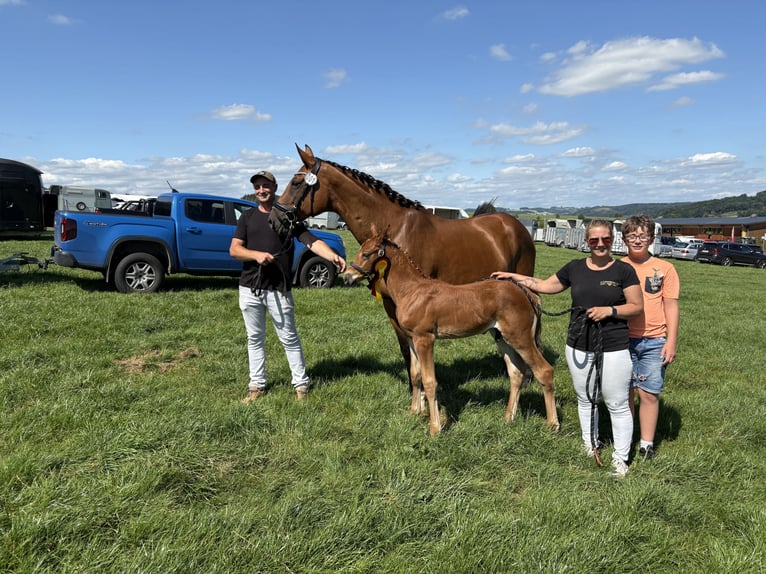 Westphalian Stallion Foal (06/2025) 17 hh Chestnut-Red in Wipperf&#xFC;rth