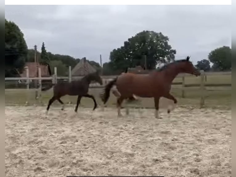 Westphalian Stallion Foal (03/2025) Bay-Dark in Aachen