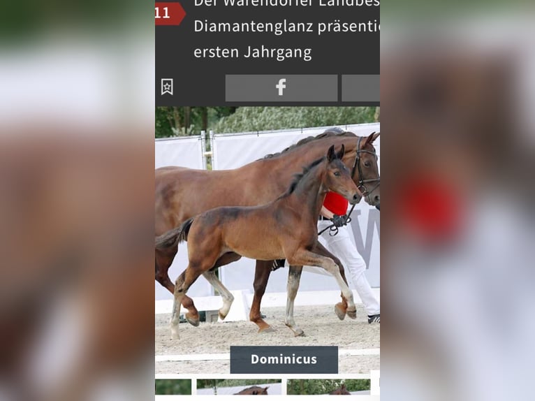 Westphalian Stallion Foal (04/2023) Bay-Dark in Ahlen