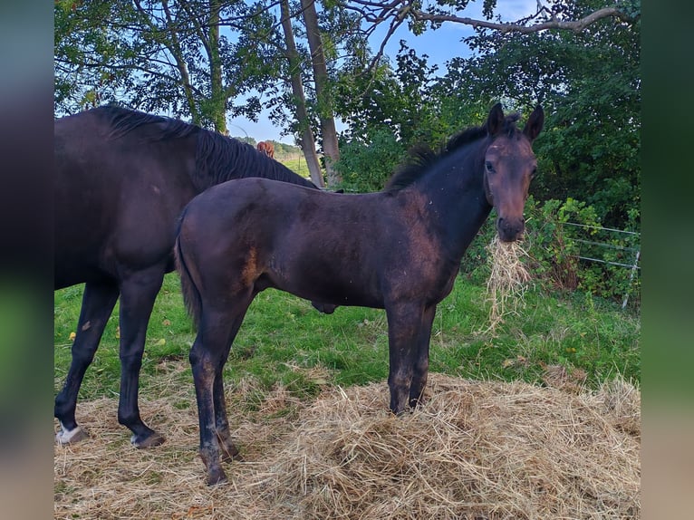 Westphalian Stallion Foal (06/2025) Bay-Dark in Dortmund