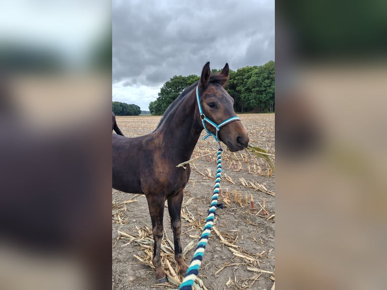 Westphalian Stallion Foal (06/2025) Bay-Dark in Dortmund