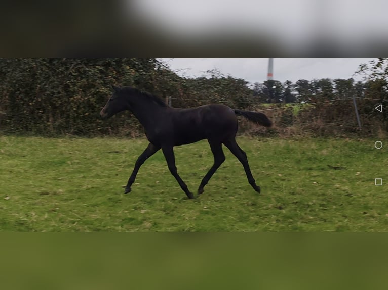 Westphalian Stallion Foal (06/2025) Bay-Dark in Dortmund