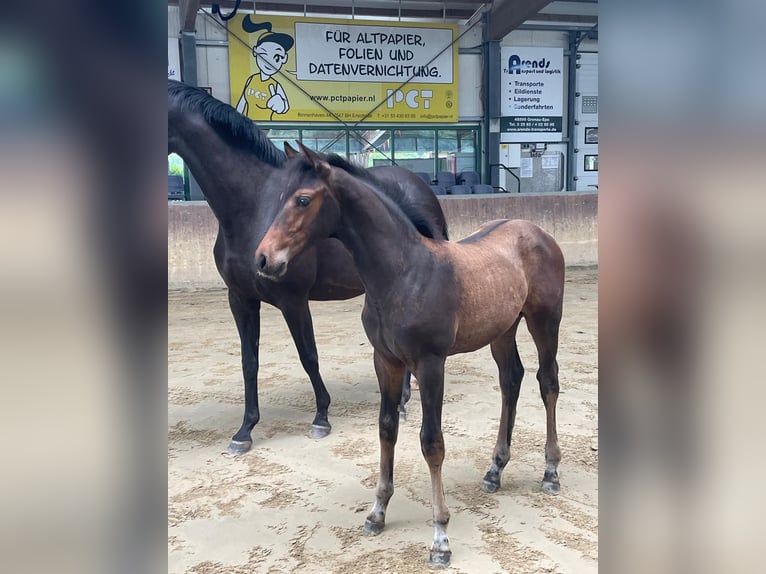 Westphalian Stallion Foal (05/2024) Bay-Dark in Gronau (Westfalen)