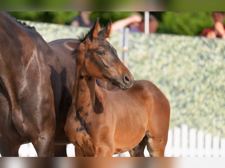 Westphalian Stallion  Bay-Dark in Lippstadt