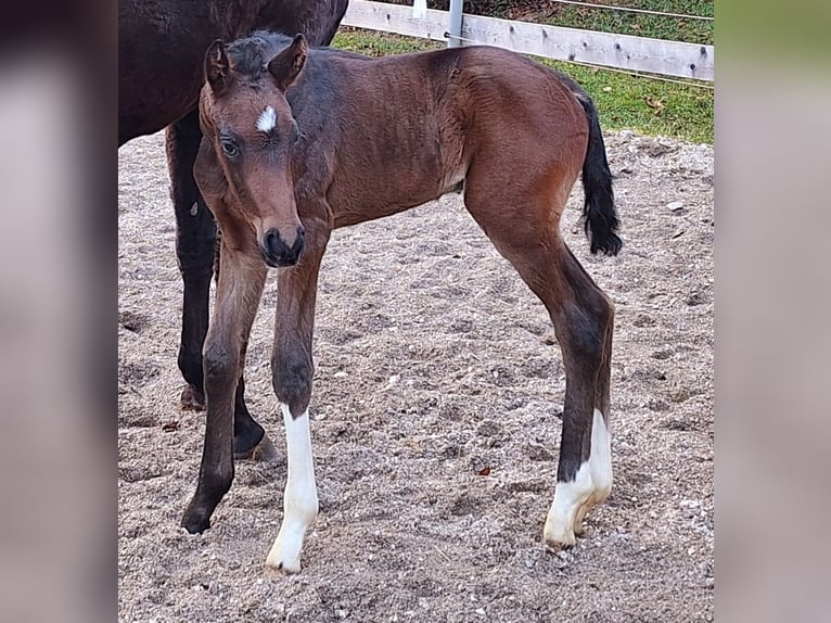 Westphalian Stallion  Bay-Dark in Marktschellenberg