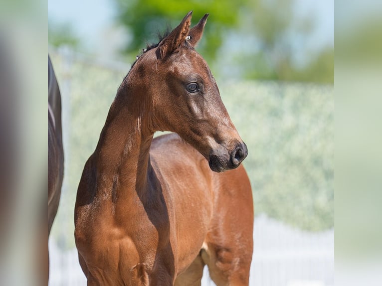 Westphalian Stallion  Bay-Dark in Mnster-Handorf