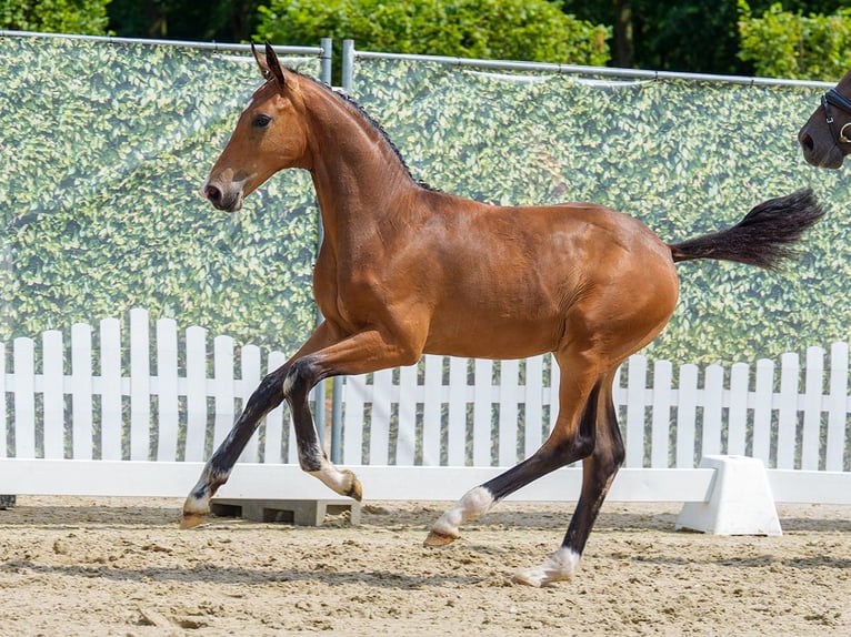 Westphalian Stallion Foal (03/2026) Bay-Dark in Mnster-Handorf
