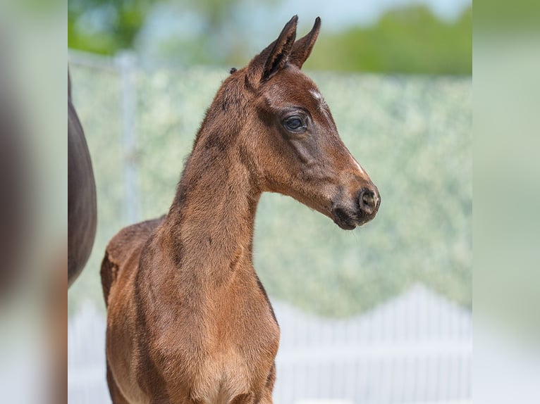 Westphalian Stallion  Bay-Dark in Mnster-Handorf