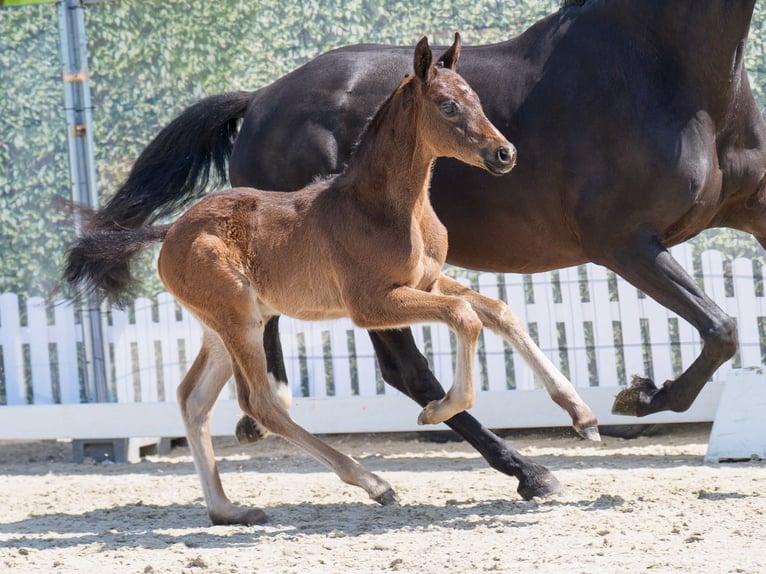 Westphalian Stallion  Bay-Dark in Mnster-Handorf