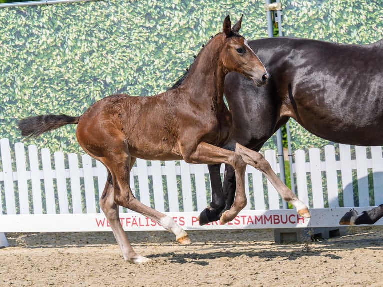 Westphalian Stallion Foal (04/2026) Bay-Dark in Mnster-Handorf