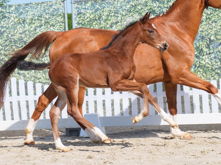Westphalian Stallion  Bay-Dark in Mnster-Handorf